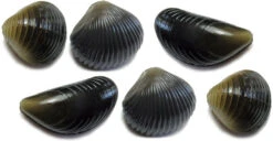 Behr Trendex Mini Carp Shells, 6 Stuks!