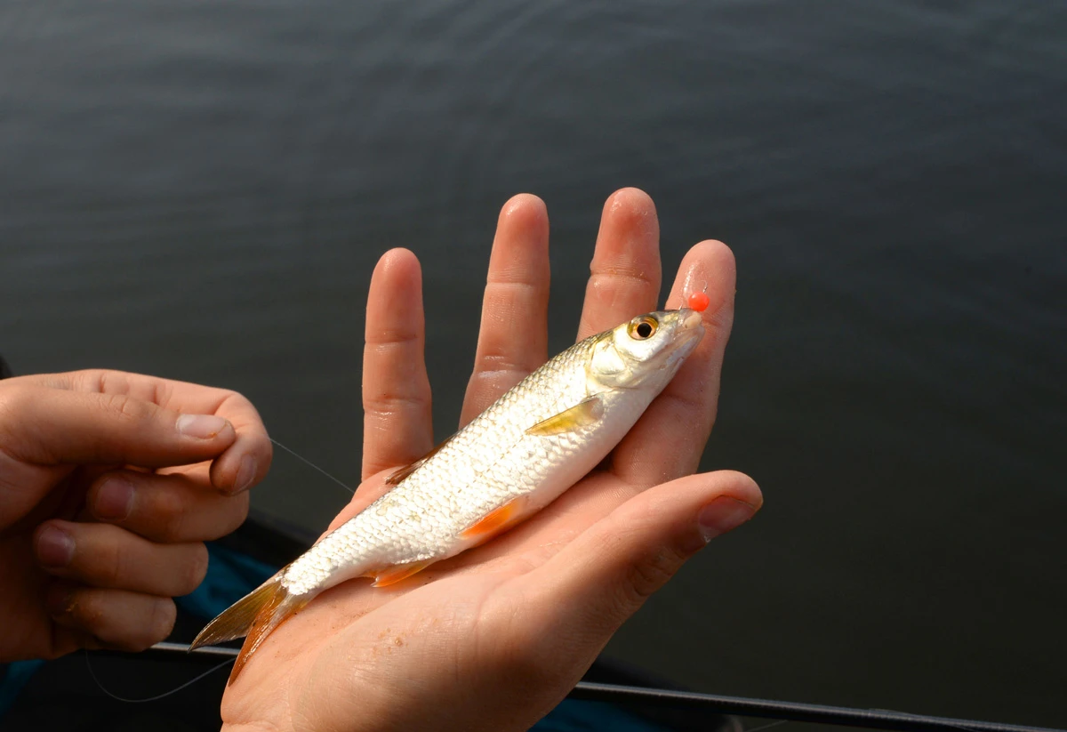 Cresta Spaghetti Balls Blood Red - Afbeelding 4